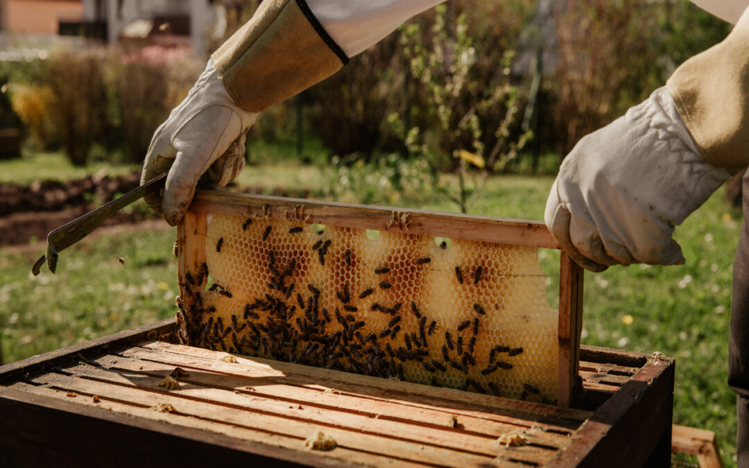 Beekeeping and Honey Bees