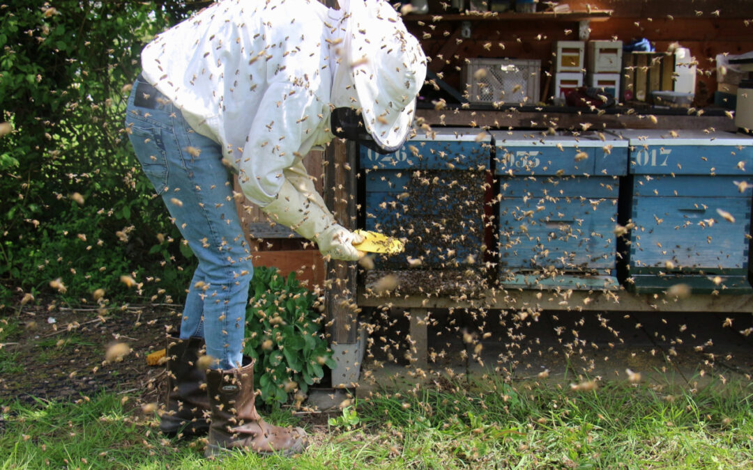 Beekeeping Information