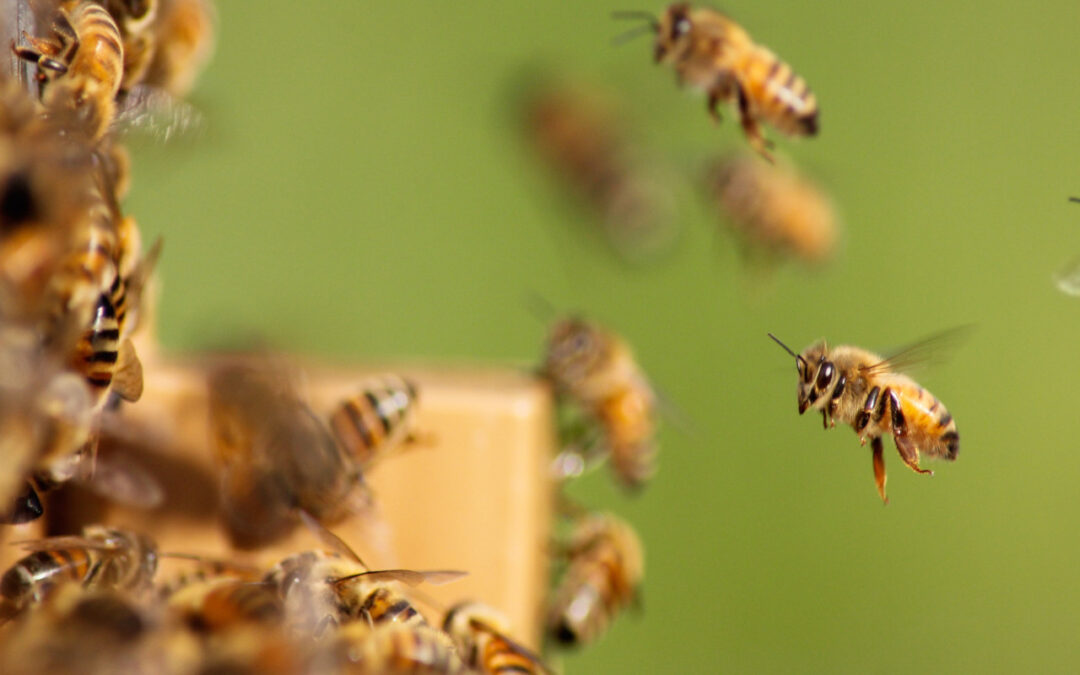 Is a Beekeeping Guide Necessary?